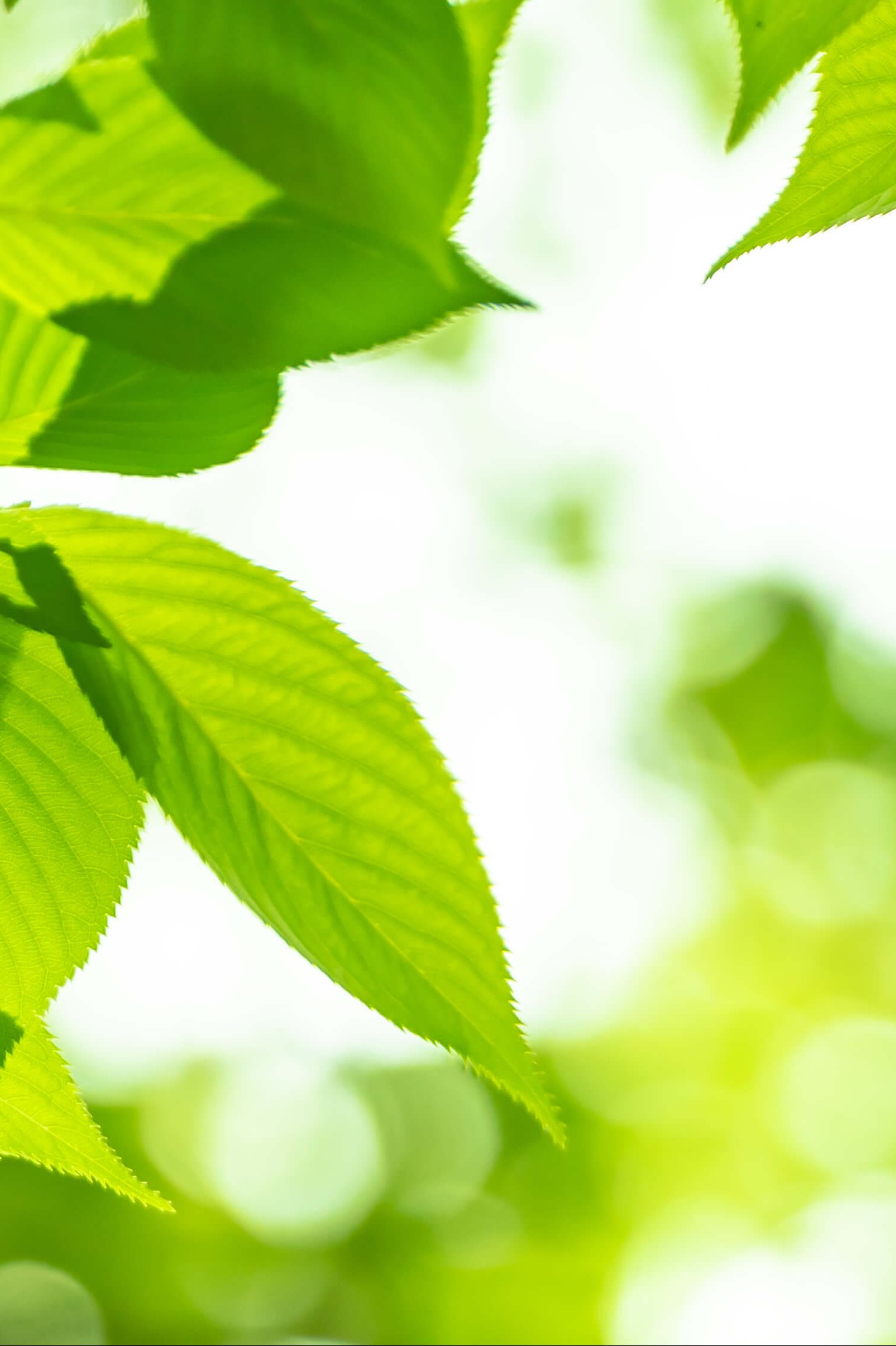 戸部駅・平沼橋駅リラクゼーションサロン ララワン | 横浜駅エリア